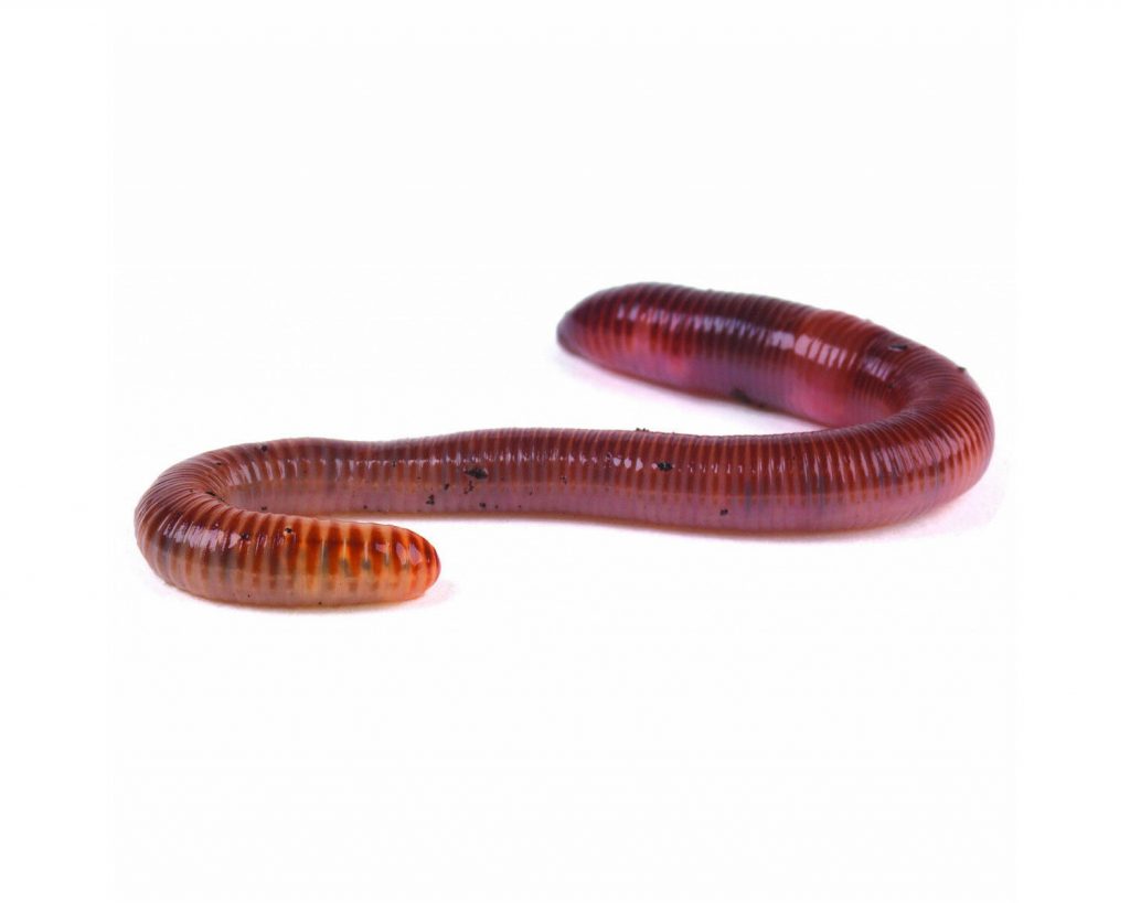 Minhocas da Terra – EarthWorms – ANIMAL MAIS